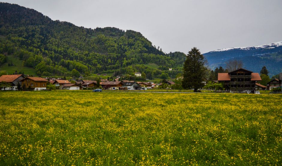 Typical wooden cottages located on picturesque blooming meadow in mountainous valley in Switzerland
