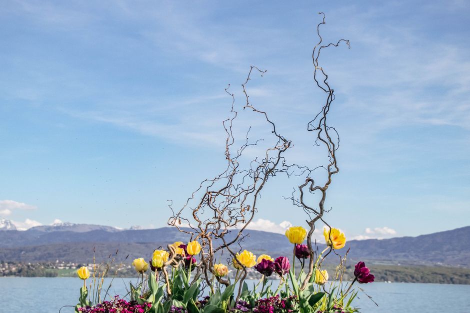 Colorful tulip display with twisted branches against the Swiss Alps backdrop over a clear lake.