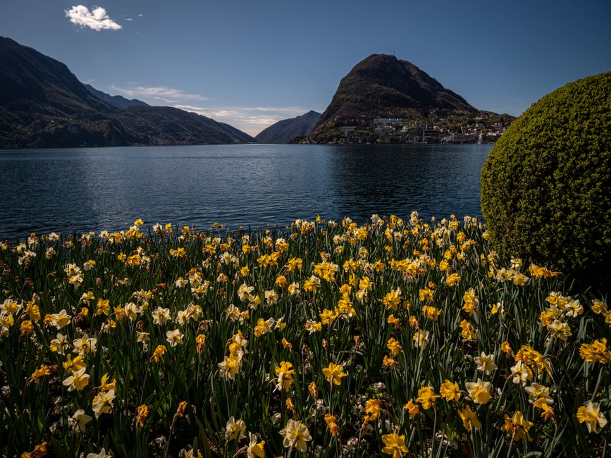 Vibrant daffodils bloom by a tranquil mountain lake, under a clear blue sky.